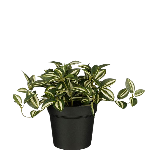 Selected by | Tradescantia in pot groen 16cm
