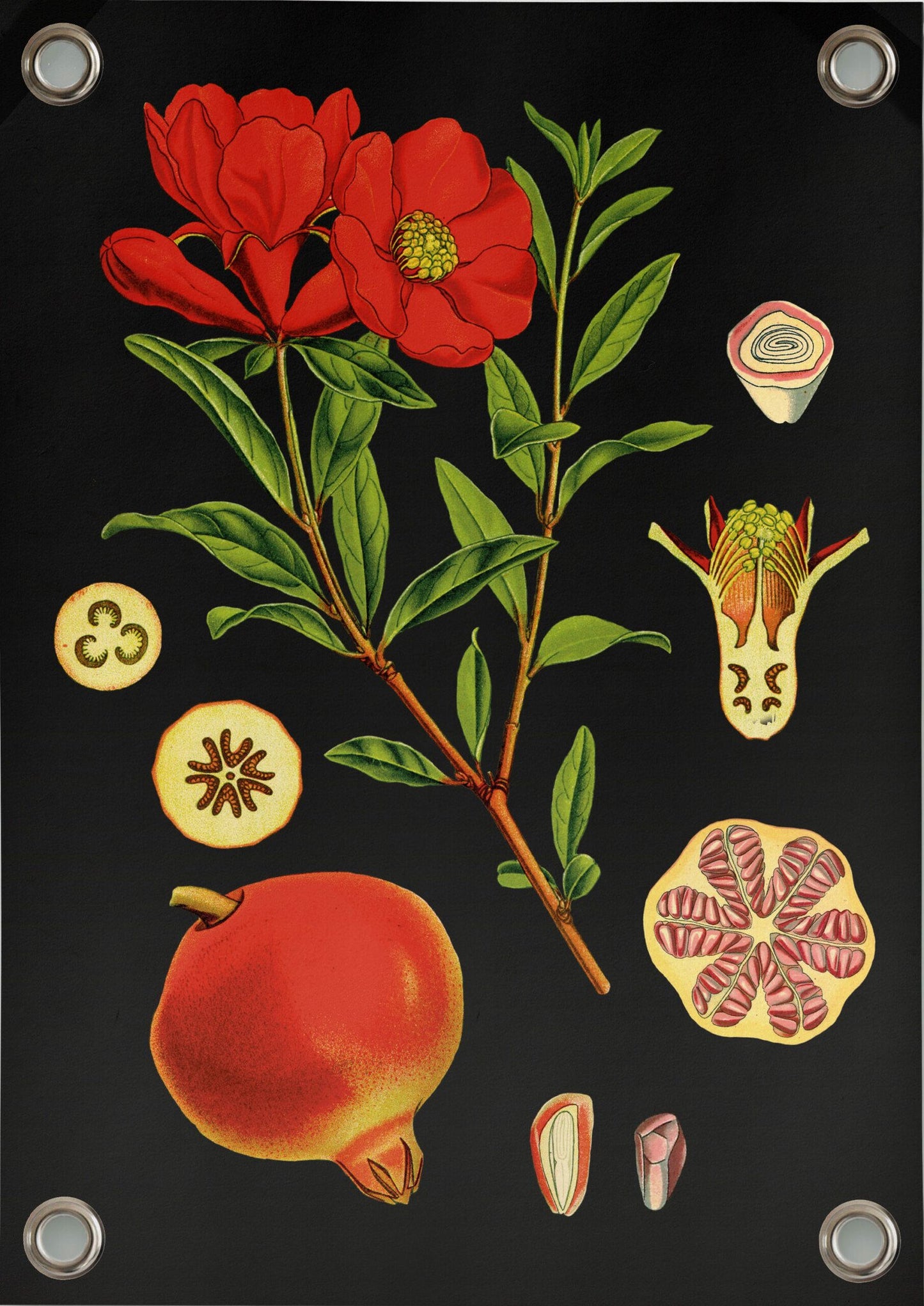 VM | Gartenposter botanischer Granatapfel