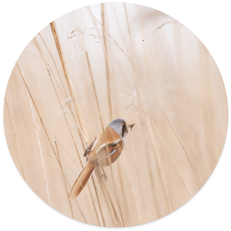 Muurcirkel vogel riet