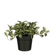 Ausgewählt von | Tradescantia im Topf, grün, 16 cm