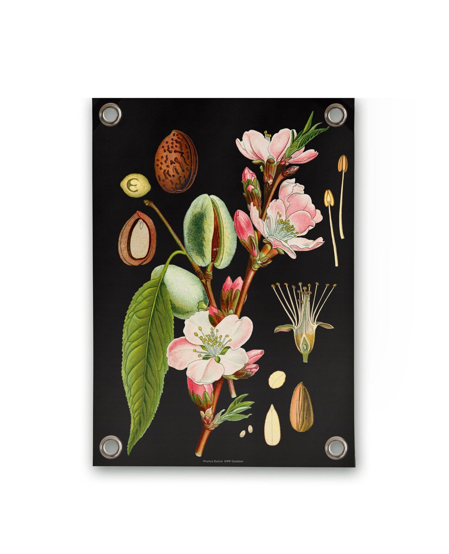 VM | Gartenposter botanische Mandel