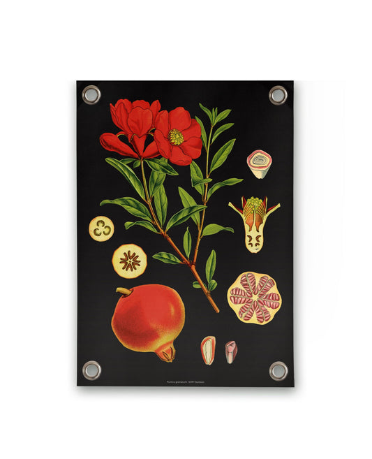 VM | Tuinposter botanisch granaatappel