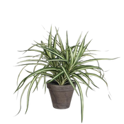 Selected by | Dracaena in pot 40cm