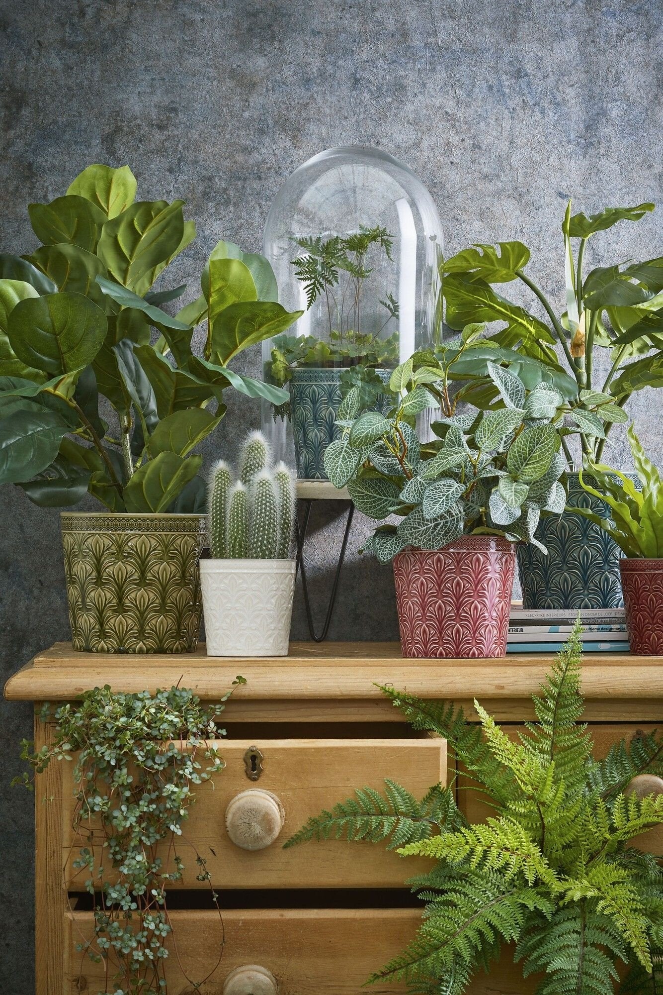 Selected by | Ficus Lyrata in pot 45cm