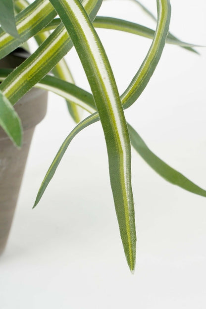 Selected by | Dracaena in pot 40cm