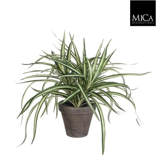 Selected by | Dracaena in pot 40cm