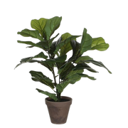 Selected by | Ficus Lyrata in pot 45cm