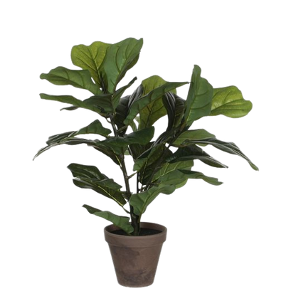 Selected by | Ficus Lyrata in pot 45cm