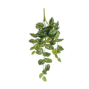 Ausgewählt von | Scindapsus Hängepflanze, grün, 65 cm