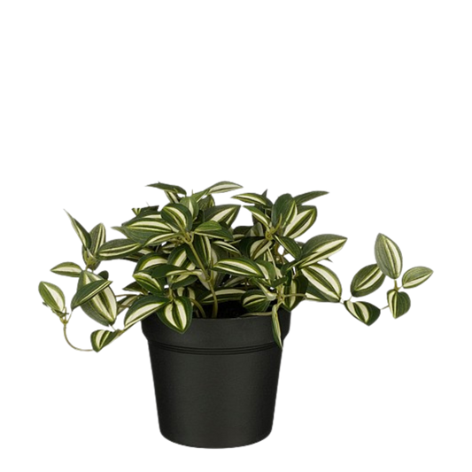 Selected by | Tradescantia in pot groen 16cm